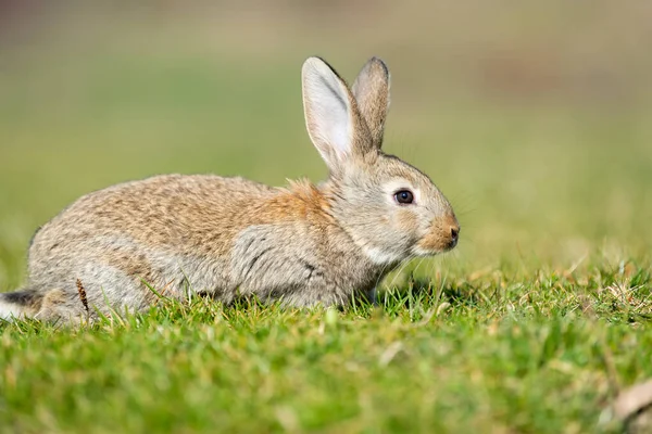 Konijn Haas Terwijl Kijken Naar Gras Achtergrond — Stockfoto