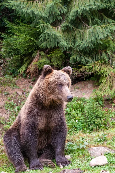 Brunbjörn Latin Ursus Arctos Skogen Mot Bakgrund Vilda Djur — Stockfoto