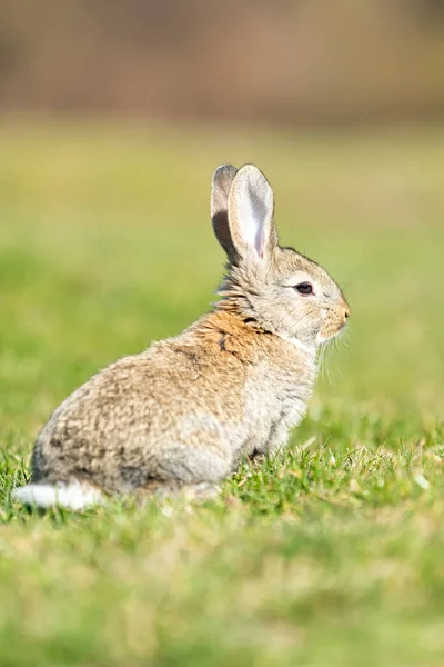 Tavşan Tavşan Arka Planda Sana Bakarken — Stok fotoğraf