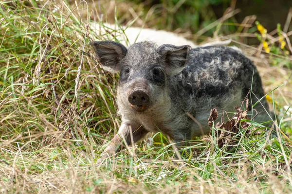 Μικρό Άγριο Γουρούνι Στο Δάσος Βρώμικο Άγριο Γουρούνι Στο Θερινό — Φωτογραφία Αρχείου