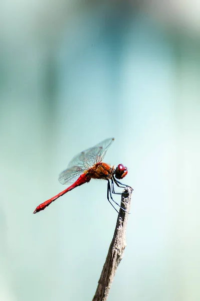 Krásná Vážky Sympetrum Sanguineum Sedí Špičaté Větvi — Stock fotografie