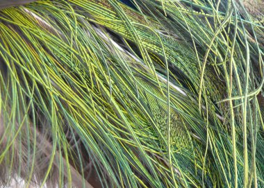 Tavus kuşu kuyruğu tüylerinin görüntüsünü kapat. Fotoğraf Kampung Batu Ecopark, Bandung, Endonezya 'da çekildi, 17 Haziran 2012. Bu resim grafik arka plan ve hayvan araştırmaları için iyidir..