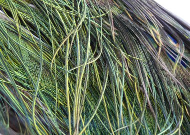 Tavus kuşu kuyruğu tüylerinin görüntüsünü kapat. Fotoğraf Kampung Batu Ecopark, Bandung, Endonezya 'da çekildi, 17 Haziran 2012, sabah 9. Bu resim grafik arka plan ve hayvan araştırmaları için iyidir..