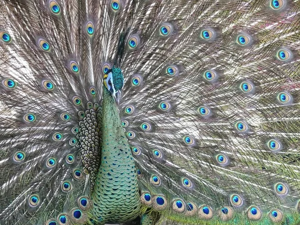 Pavão Espalha Suas Penas Exibe Vasos Oculares Plumagem Colorida Foto — Fotografia de Stock