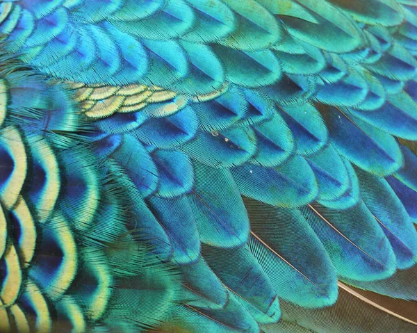 Close up image of peacock tail feathers. Photo taken at Kampung Batu Ecopark, Bandung, Indonesia, 17 June 2012, 9AM. This image is good for graphic background and animal research.