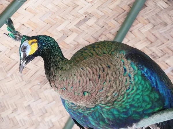 Close Imagem Pavão Visto Baixo Foto Tirada Kampung Batu Ecopark — Fotografia de Stock