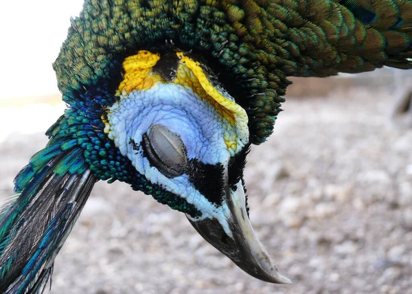 Close up image of peacock head during his nap. Photo taken at Kampung Batu Ecopark, Bandung, Indonesia, 17 June 2012. This image is good for graphic background and animal research.