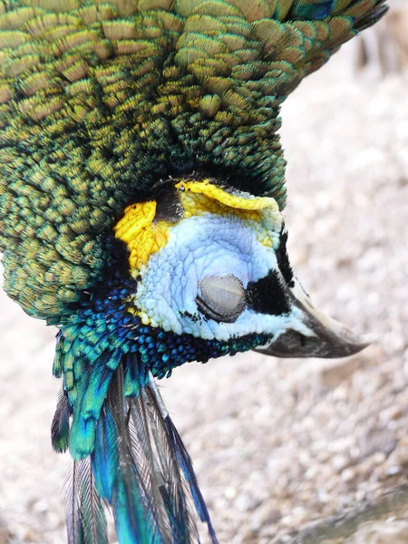 Imagem Perto Cabeça Pavão Durante Sesta Foto Tirada Kampung Batu — Fotografia de Stock