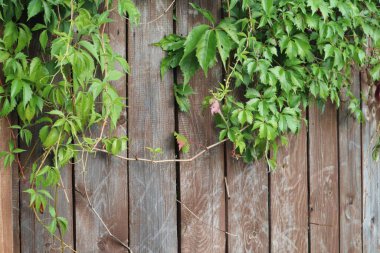 Kahverengi çitteki yeşil çalı