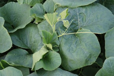 Yaprakların arasında yeşil filizli kabak.