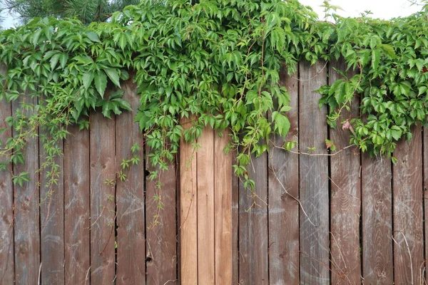 Green Shrub Brown Fence — Stock Photo, Image