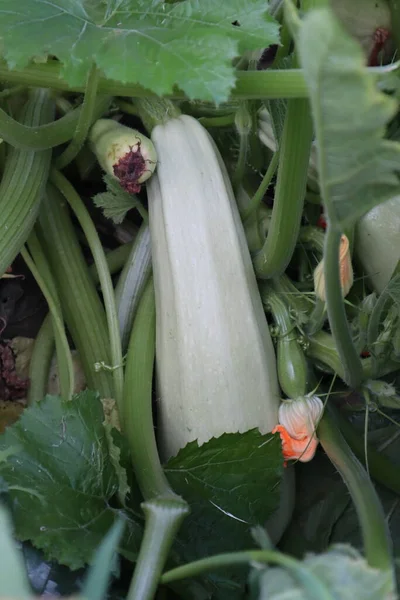 Green Zucchini Garden — Stock Photo, Image