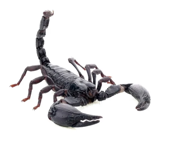 Скорпион Белом Фоне — стоковое фото