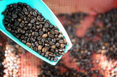 Kahve çekirdekleri içinde yeşil kaşık, işlendi kahve seçimi.