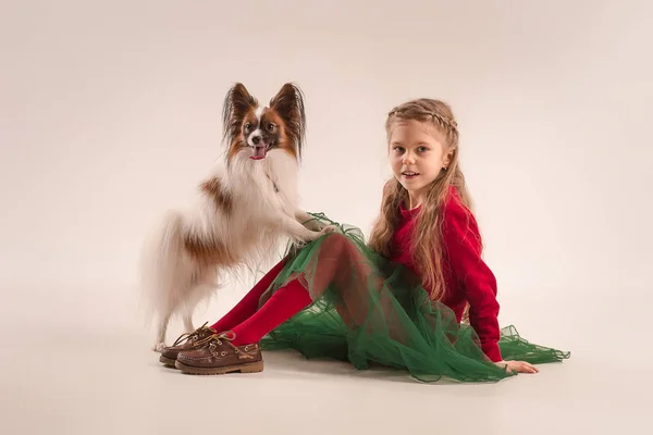 Studio portrait of a small yawning puppy Papillon — Stock Photo, Image