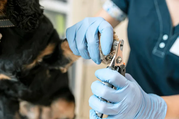 Das Konzept für Medizin, Tierpflege und Menschen - Hunde- und Tierarzt in der Tierklinik — Stockfoto