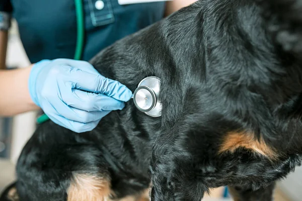 수 의사 진료소에 의사 의학, 애완 동물 관리와 사람들 개념-강아지와 수 의사 — 스톡 사진