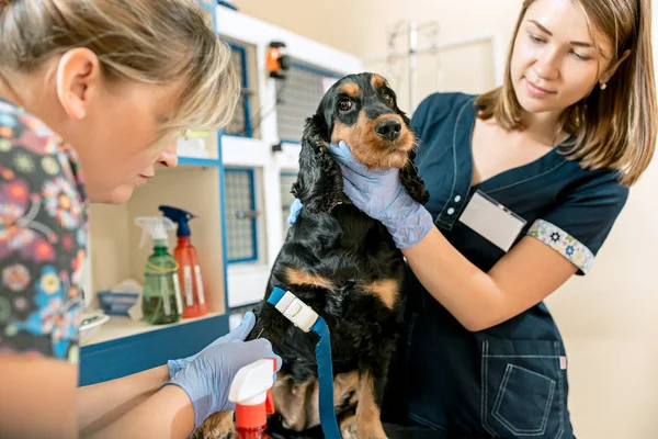 Η ιατρική, κατοικίδιο ζώο φροντίζω και άνθρωποι έννοια - σκύλος και κτηνίατρος γιατρός στο ΚΤΗΝΙΑΤΡΙΚΗ ΚΛΙΝΙΚΗ — Φωτογραφία Αρχείου