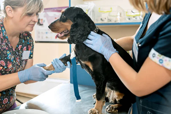 Η ιατρική, κατοικίδιο ζώο φροντίζω και άνθρωποι έννοια - σκύλος και κτηνίατρος γιατρός στο ΚΤΗΝΙΑΤΡΙΚΗ ΚΛΙΝΙΚΗ — Φωτογραφία Αρχείου