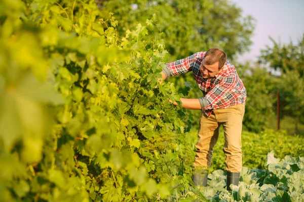 Almuerzo de uva de pasas Mant, trabajo en una granja familiar — Foto de Stock