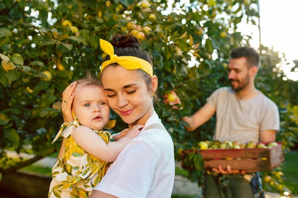 A família jovem feliz durante a colheita de maçãs em um jardim ao ar livre — Fotografia de Stock