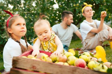 Bir bahçede açık havada elma toplama sırasında mutlu genç Aile