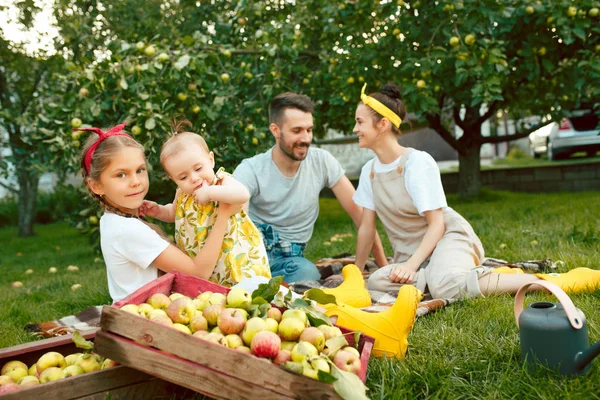 Bir bahçede açık havada elma toplama sırasında mutlu genç Aile — Stok fotoğraf