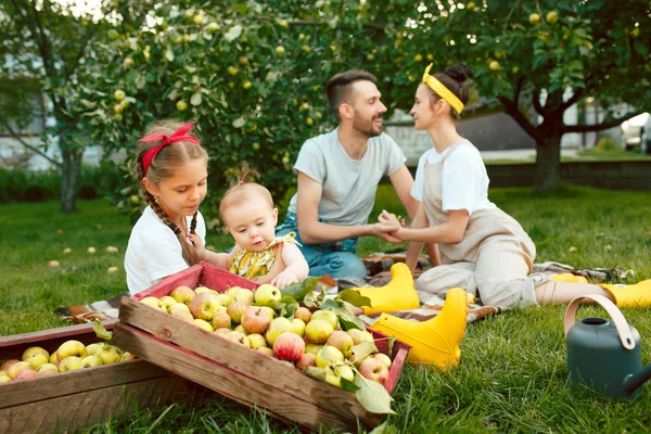 Die glückliche junge Familie beim Apfelpflücken im Garten — Stockfoto