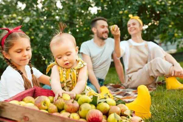 Die glückliche junge Familie beim Apfelpflücken im Garten — Stockfoto
