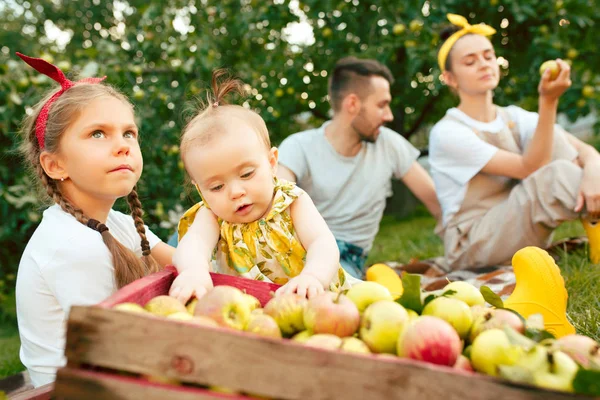 Die glückliche junge Familie beim Apfelpflücken im Garten — Stockfoto