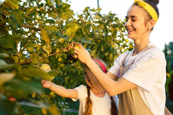 Die glückliche junge Familie beim Apfelpflücken im Garten — Stockfoto