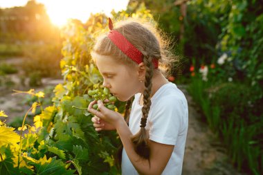 Kız çocuk ve üzüm brunch, iş bir aile çiftlikte