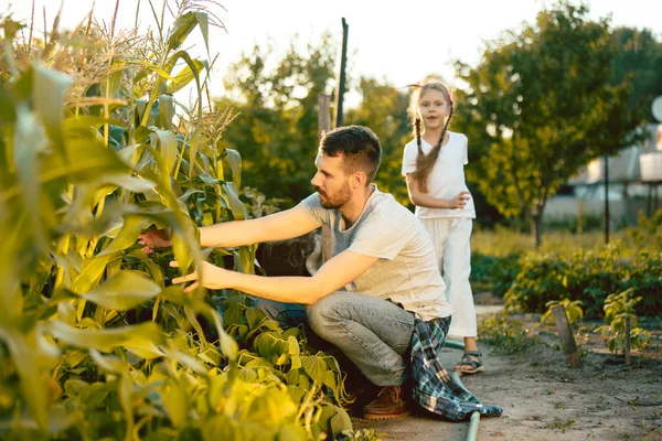La joven familia feliz durante la cosecha de maíz en un jardín al aire libre — Foto de Stock