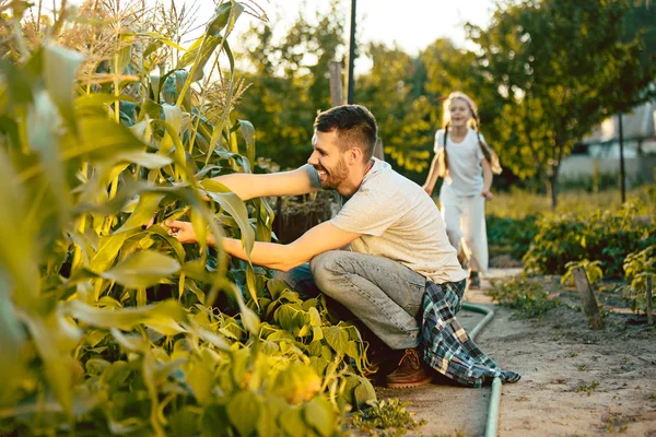 La joven familia feliz durante la cosecha de maíz en un jardín al aire libre — Foto de Stock