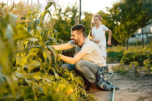 Keluarga muda yang bahagia saat memetik jagung di taman luar — Stok Foto