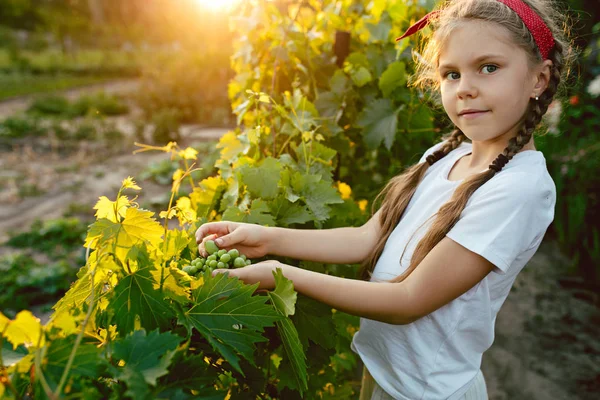 La niña y el almuerzo de uva, trabajan en una granja familiar — Foto de Stock