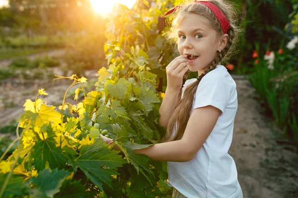 La niña y el almuerzo de uva, trabajan en una granja familiar — Foto de Stock