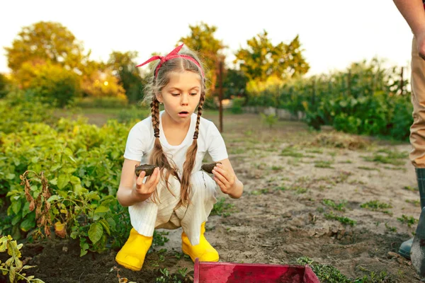 Die Kinder bei der Kartoffelernte. — Stockfoto