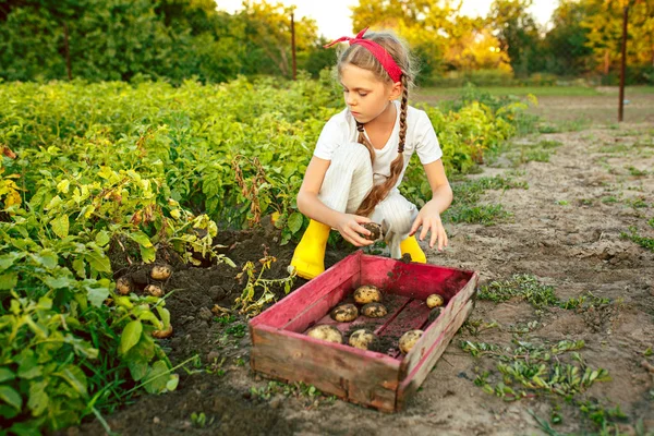 Die Kinder bei der Kartoffelernte. — Stockfoto