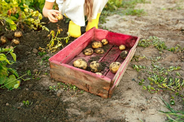 Die Kinder bei der Kartoffelernte. — Stockfoto