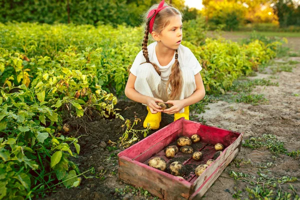 Die Kinder bei der Kartoffelernte. — Stockfoto