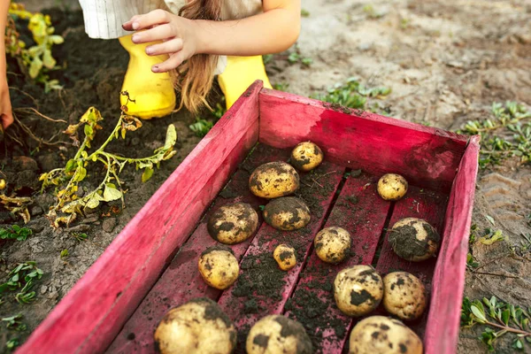 Die Kinder bei der Kartoffelernte. — Stockfoto