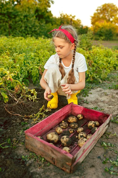 Los niños en la cosecha de patatas . — Foto de Stock