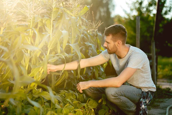 Petani tampan berusia 30-an memetik jagung di ladang — Stok Foto