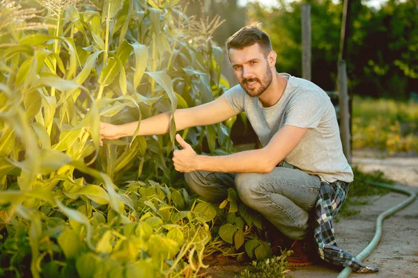 Granjero guapo en sus años treinta recogiendo maíz en un campo — Foto de Stock