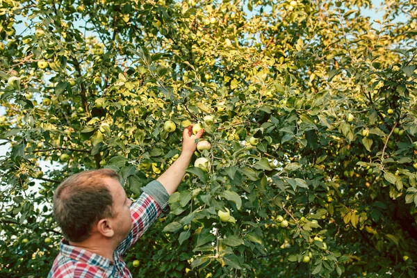 Mano Masculina Durante Recogida Manzanas Jardín Aire Libre Amor Familia — Foto de Stock