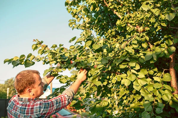 La mano masculina durante la recolección de manzanas en un jardín al aire libre — Foto de Stock