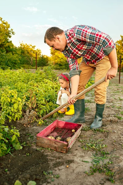 Landwirtschaft, Gartenbau, Landwirtschaft und Menschen-Konzept - Junger Mann pflanzt Kartoffeln im Garten oder auf dem Bauernhof — Stockfoto