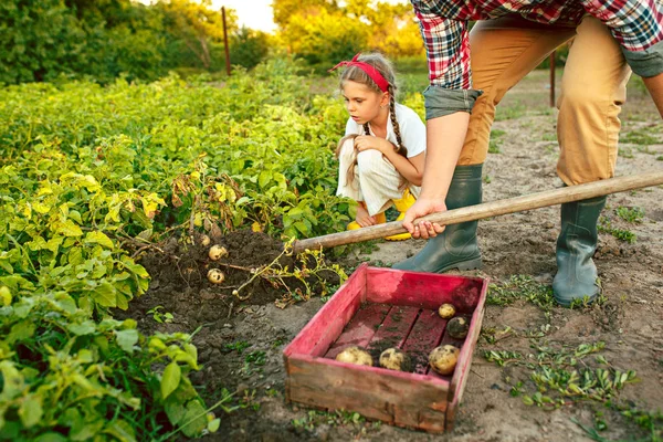 farming, gardening, agriculture and people concept - young man planting potatoes at garden or farm