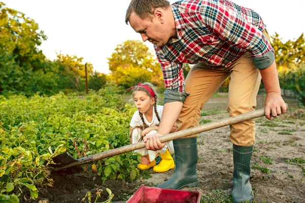Agricultura, jardinería, agricultura y concepto de personas - joven plantando papas en el jardín o granja — Foto de Stock
